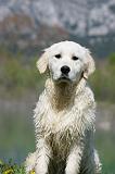 GOLDEN RETRIEVER 905